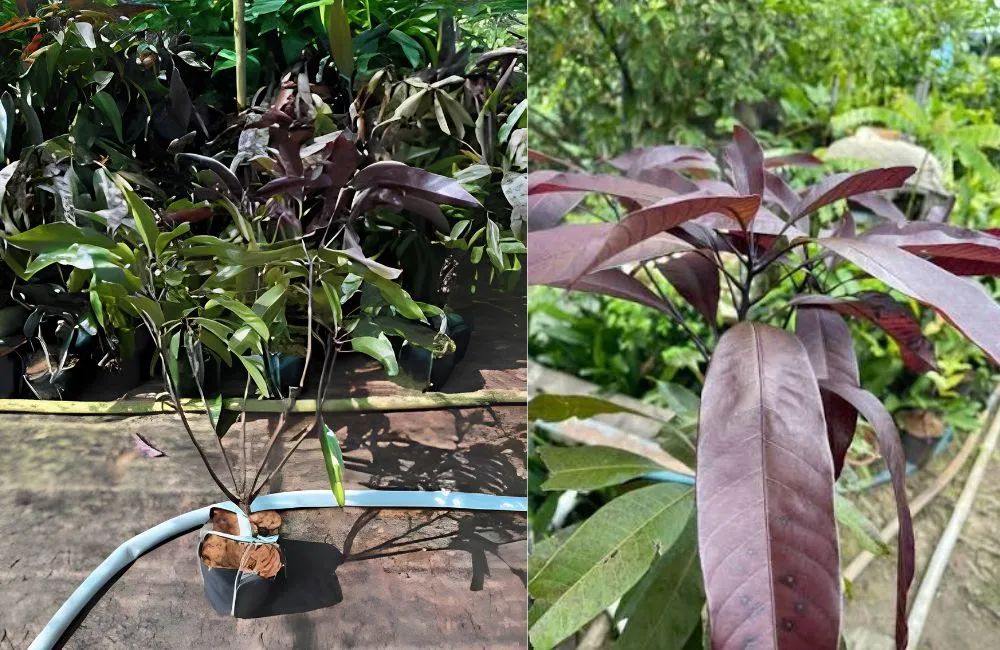 Đặc điểm xoài Black Stone