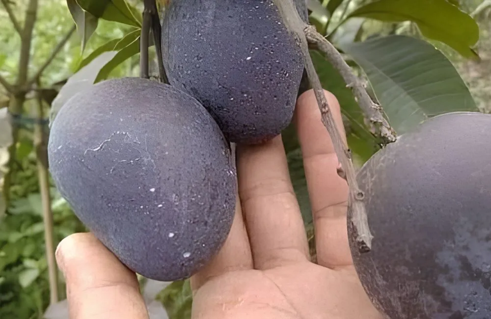 Đặc điểm xoài Black Stone