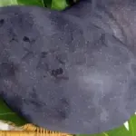 Đặc điểm xoài Black Stone: Nguồn gốc, hương vị và ưu điểm nổi bật