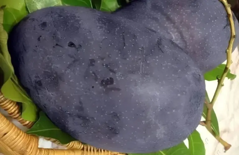 Đặc điểm xoài Black Stone: Nguồn gốc, hương vị và ưu điểm nổi bật