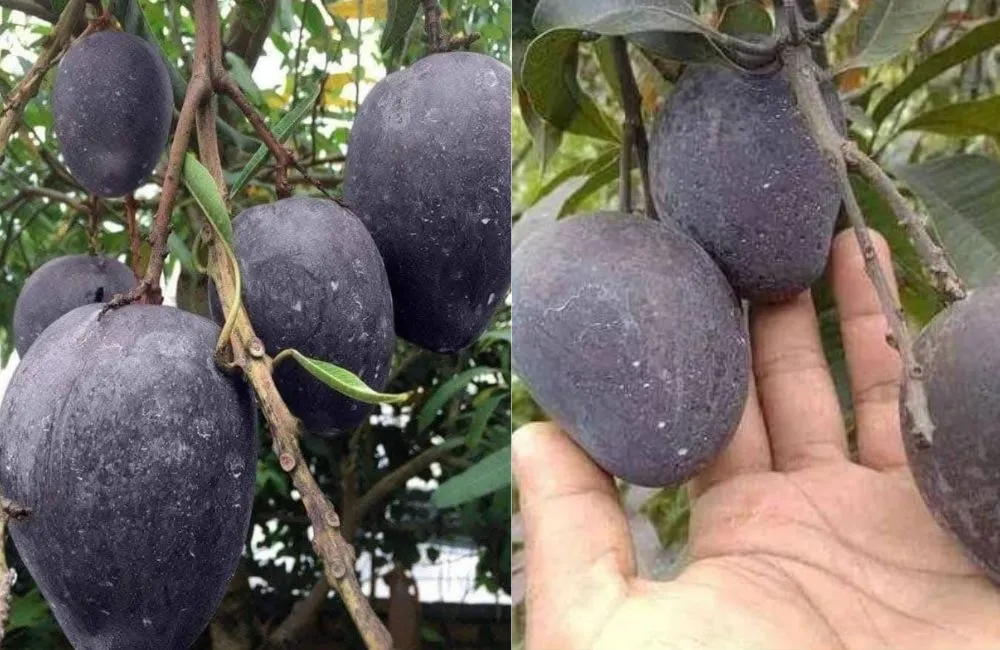 Đặc điểm xoài Black Stone