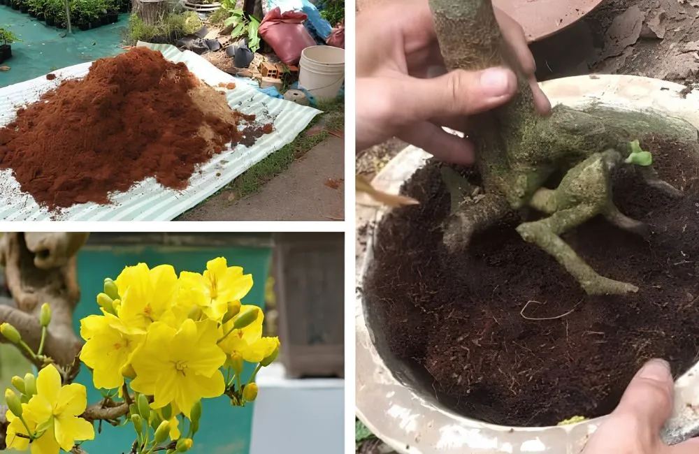 Đất trồng mai vàng