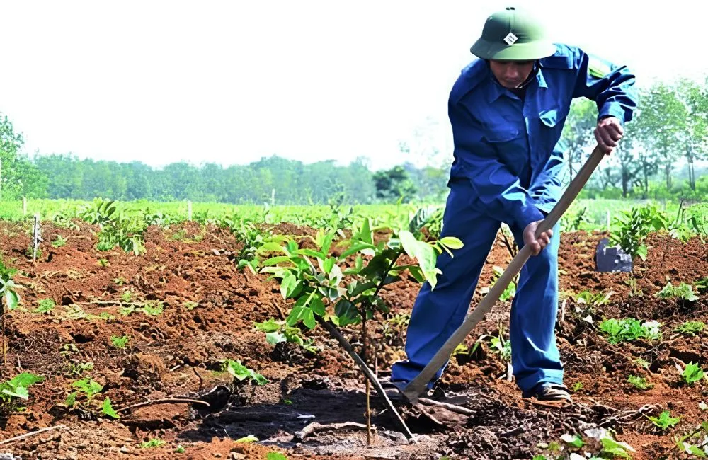 Điều kiện trồng ổi Nữ Hoàng 