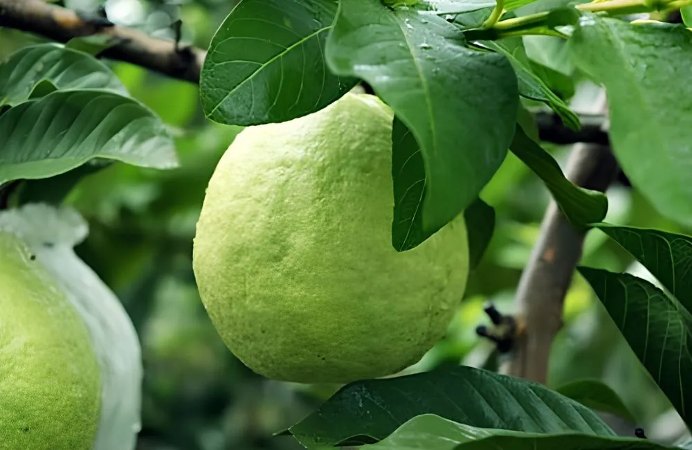 Điều kiện trồng ổi Nữ Hoàng 