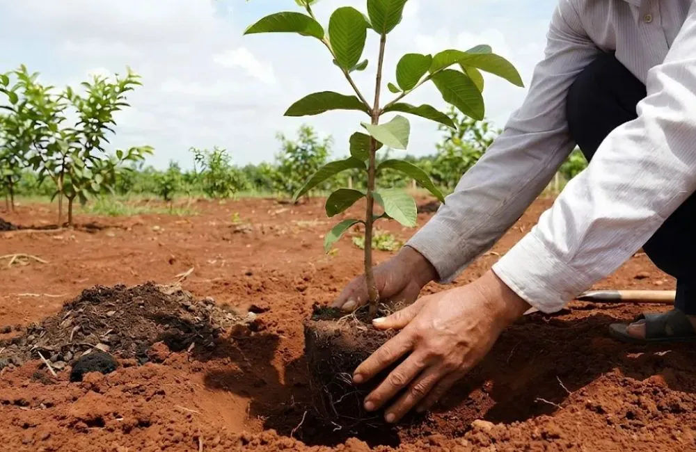 Điều kiện trồng ổi Nữ Hoàng 