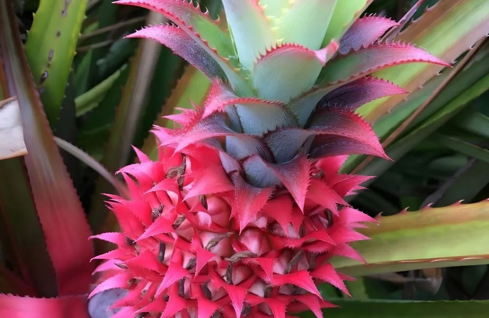Dứa Pinkglow