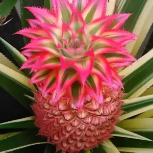 Dứa Pinkglow