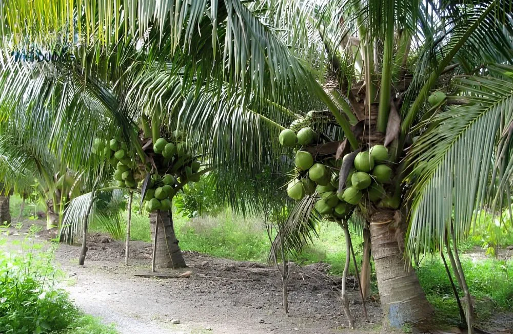 Bao lâu dừa sáp cho thu hoạch