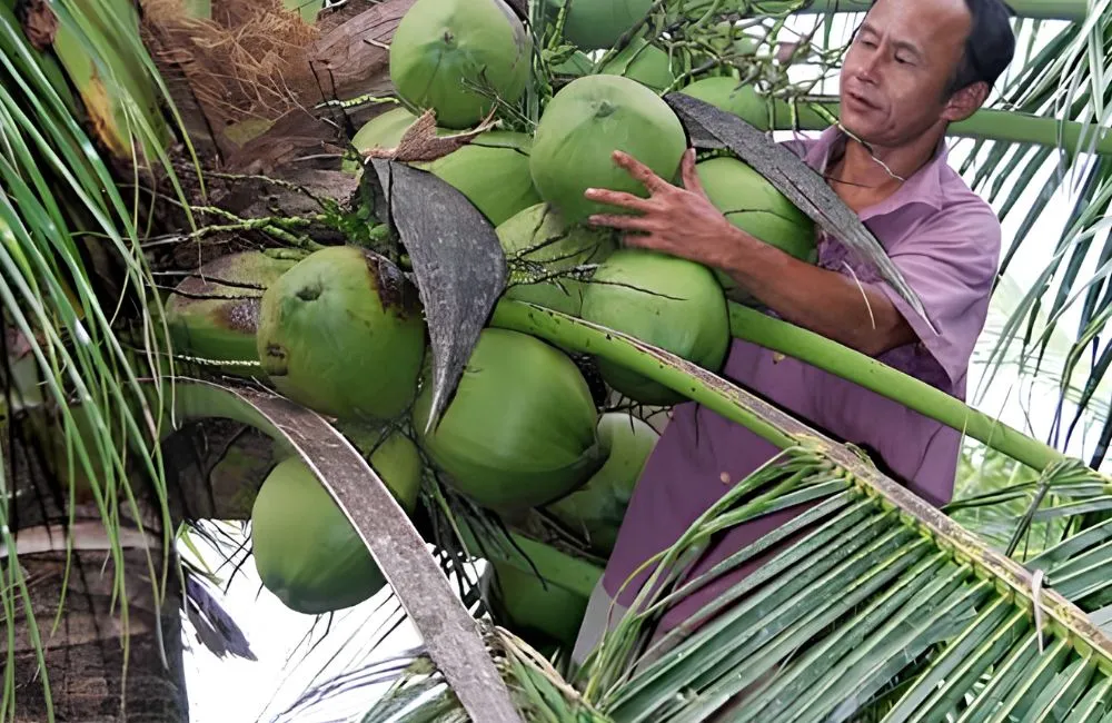 Bao lâu dừa sáp cho thu hoạch