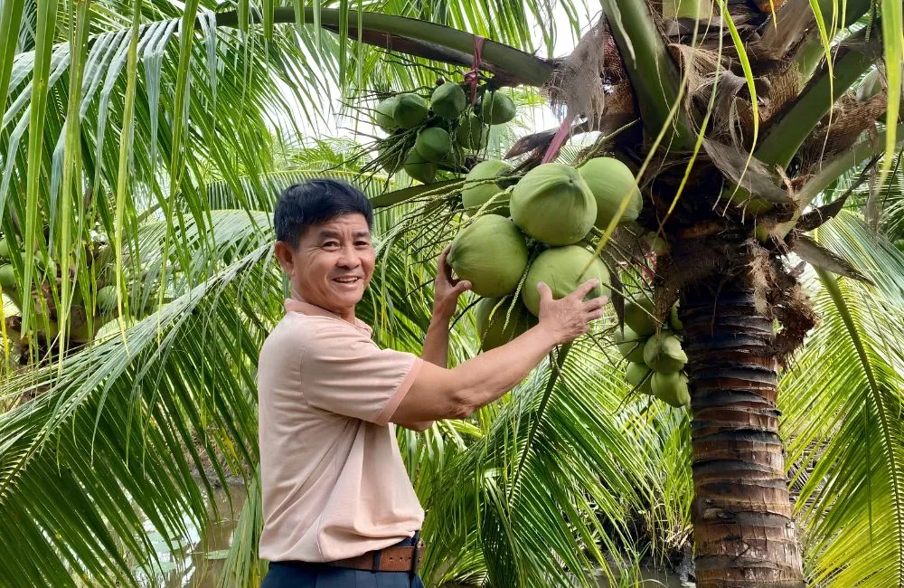 Dừa sáp cấy mô