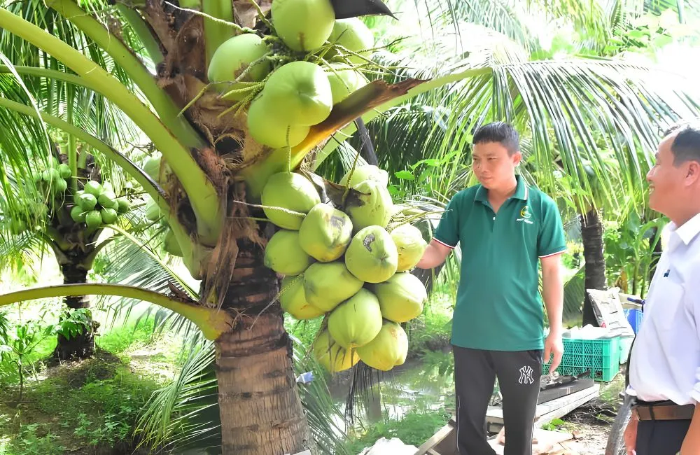 Dừa sáp cấy mô