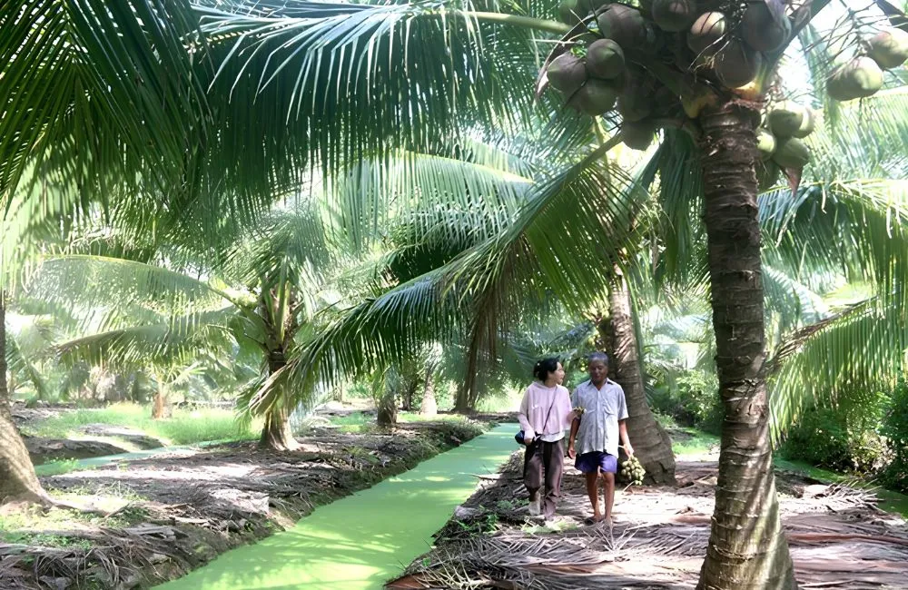 Dừa sáp cấy mô