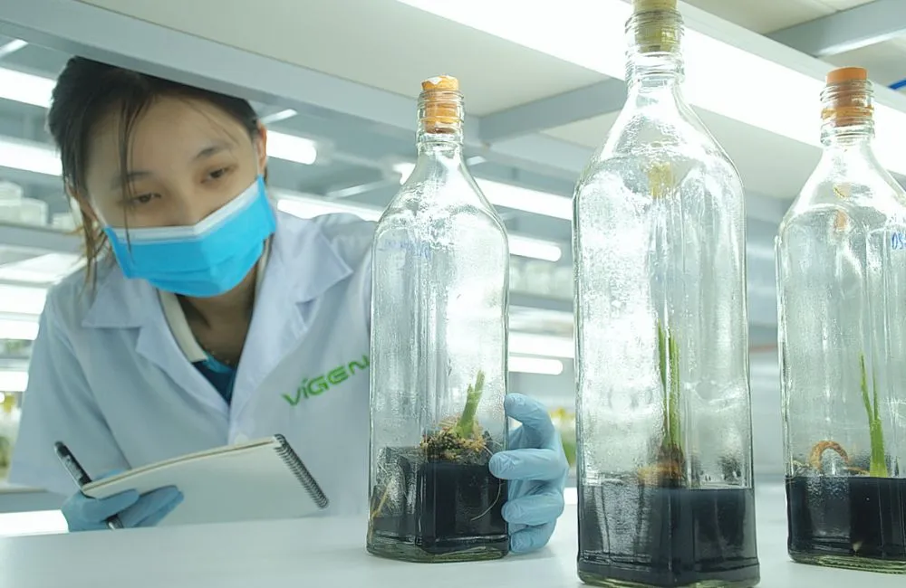 Dừa sáp cấy mô
