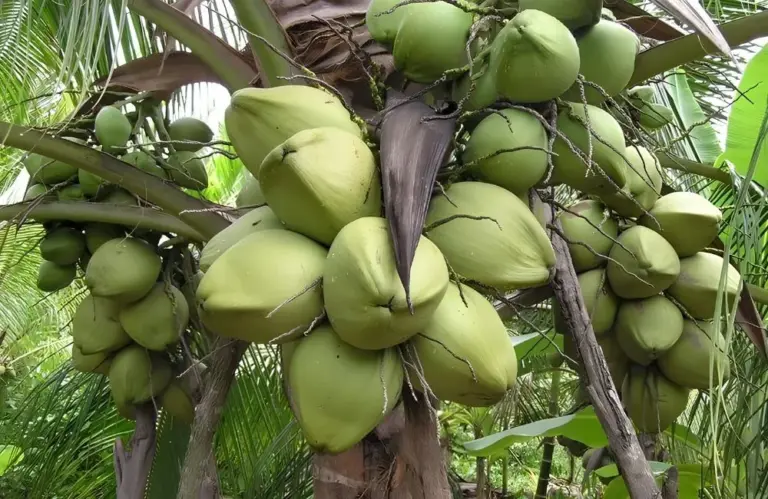 Giải đáp 20+ câu hỏi thường gặp về dừa sáp cấy mô (Phần 2)