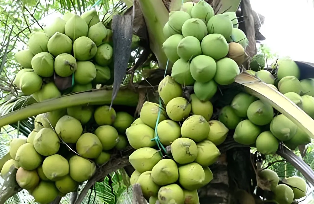 Quả dừa sáp cấy mô