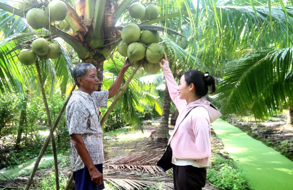 Quả dừa sáp cấy mô