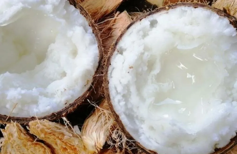 Quả dừa sáp cấy mô