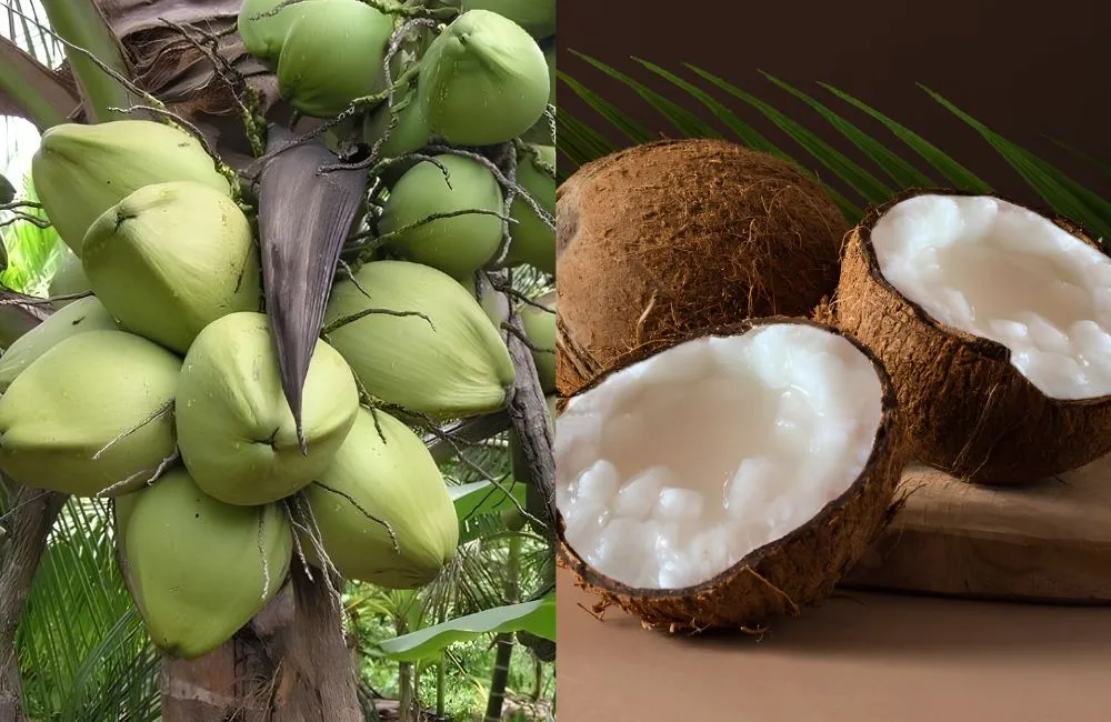 Quả dừa sáp cấy mô