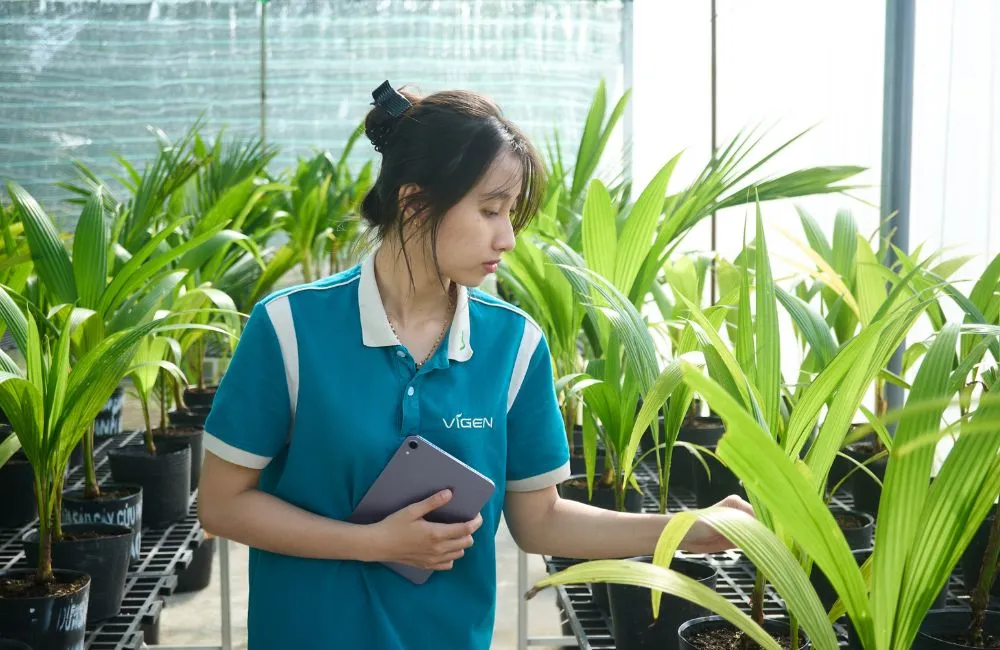 Cây giống dừa sáp cấy mô