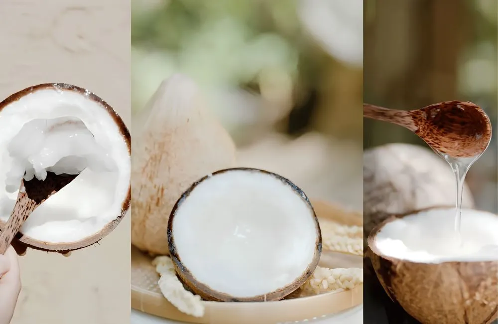 Cây giống dừa sáp cấy mô