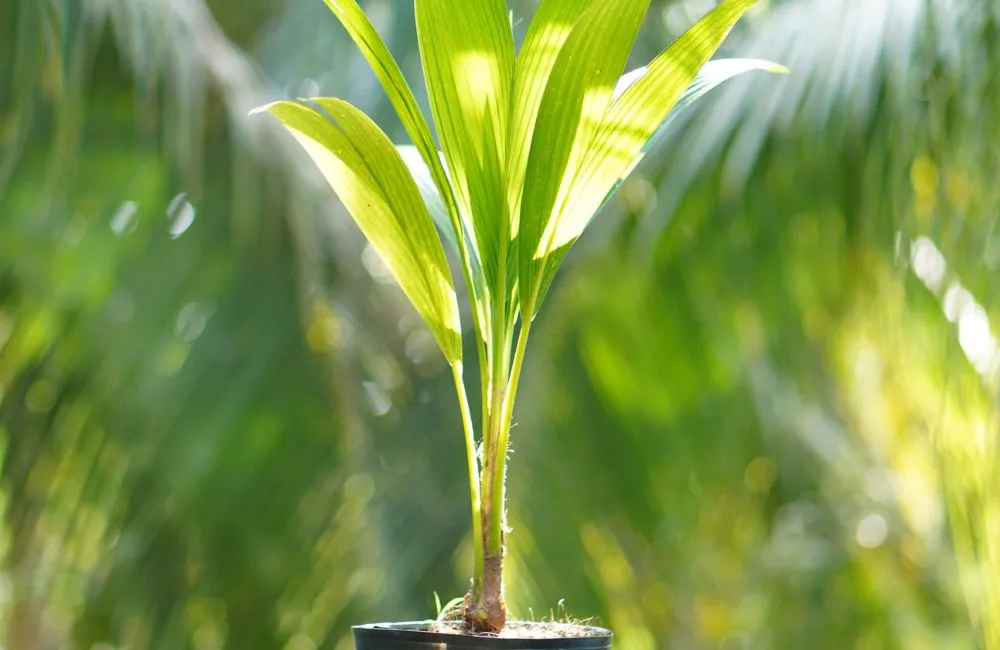 Cây giống dừa sáp cấy mô