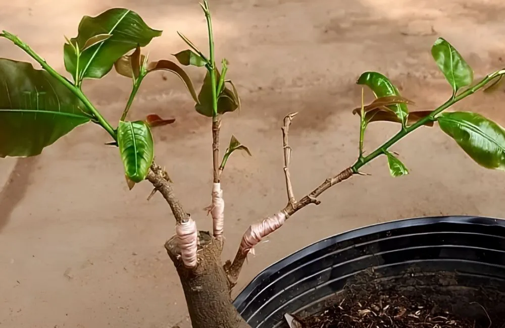 Kỹ thuật ghép mai vàng