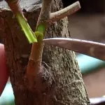 Ghép mai vàng đúng cách để cây khỏe, hoa đẹp