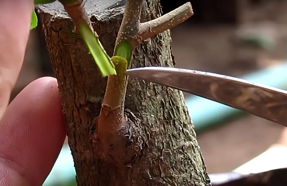 Kỹ thuật ghép mai vàng