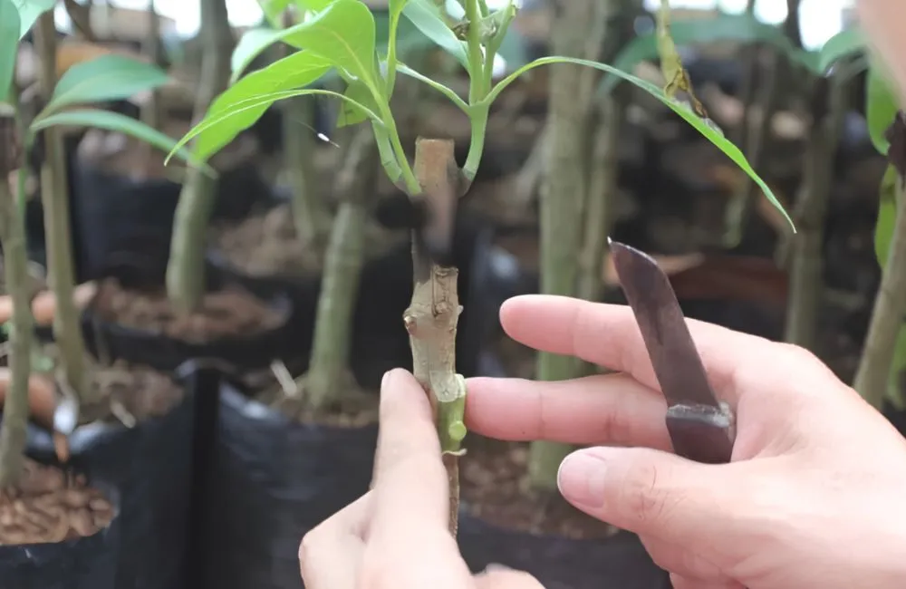 Kỹ thuật ghép mai vàng