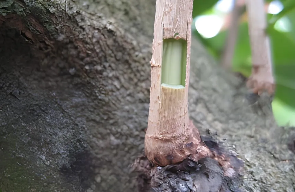 Kỹ thuật ghép mai vàng