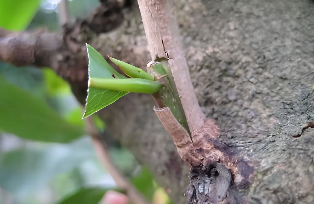 Kỹ thuật ghép mai vàng