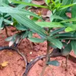 Giá cây xáo tam phân và kinh nghiệm chọn mua cây giống