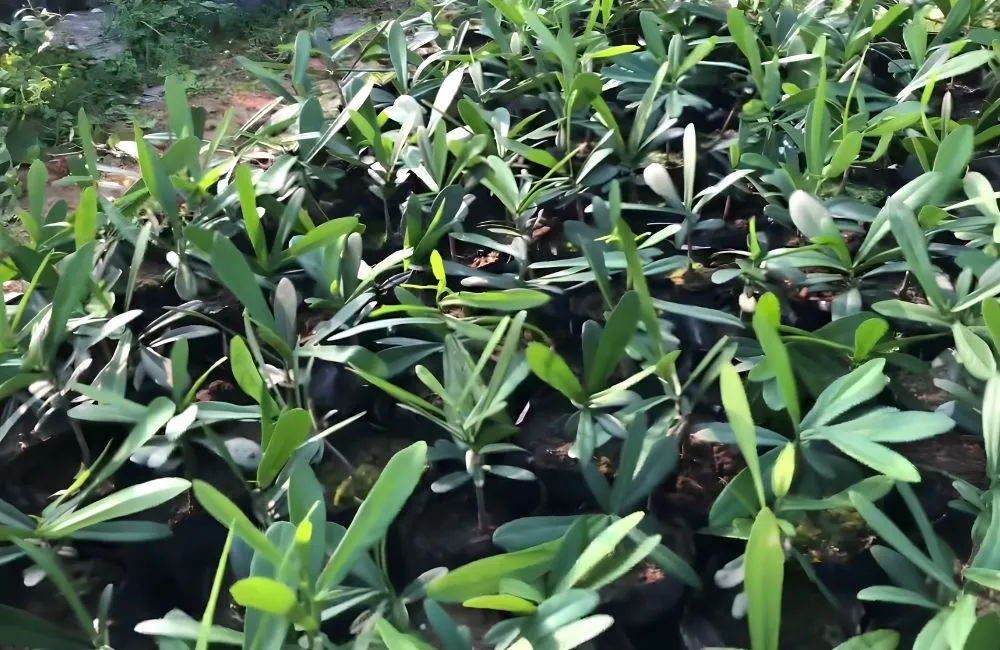 Giá cây xáo tam phân