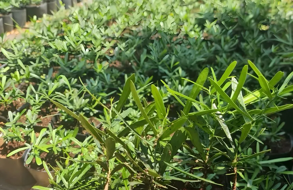 Giá cây xáo tam phân