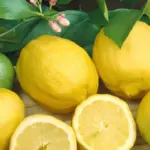 Giá chanh vàng Mỹ và tiềm năng sinh lời cho nhà vườn
