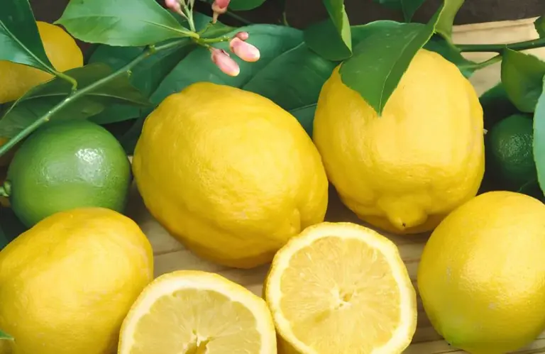Giá chanh vàng Mỹ và tiềm năng sinh lời cho nhà vườn