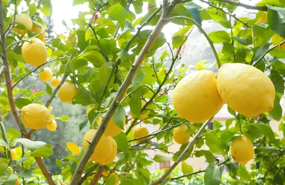Giá chanh vàng Mỹ