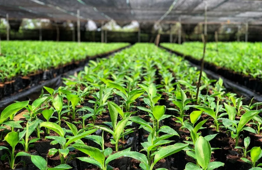 Gia công cây giống chuối cấy mô