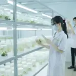 ViGen nhận gia công cây giống chuối cấy mô