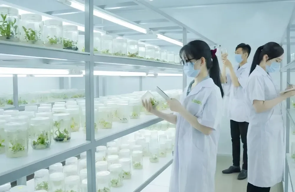 Gia công cây giống chuối cấy mô