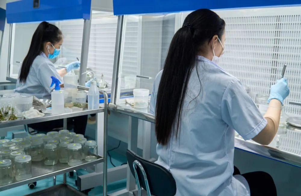 Gia công cây giống chuối cấy mô