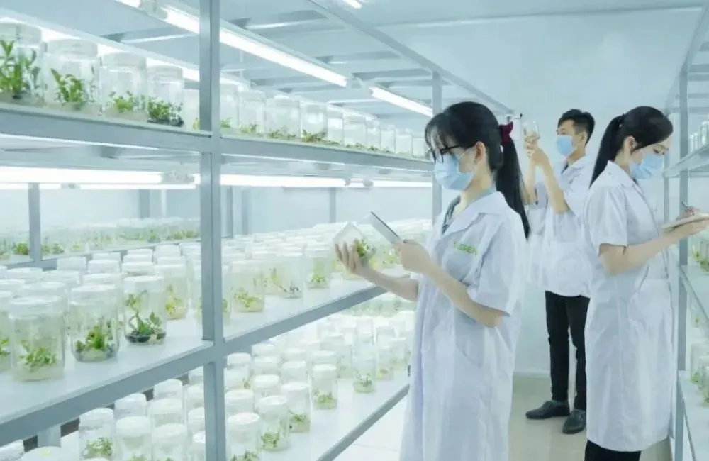 Gia công dừa sáp cấy mô