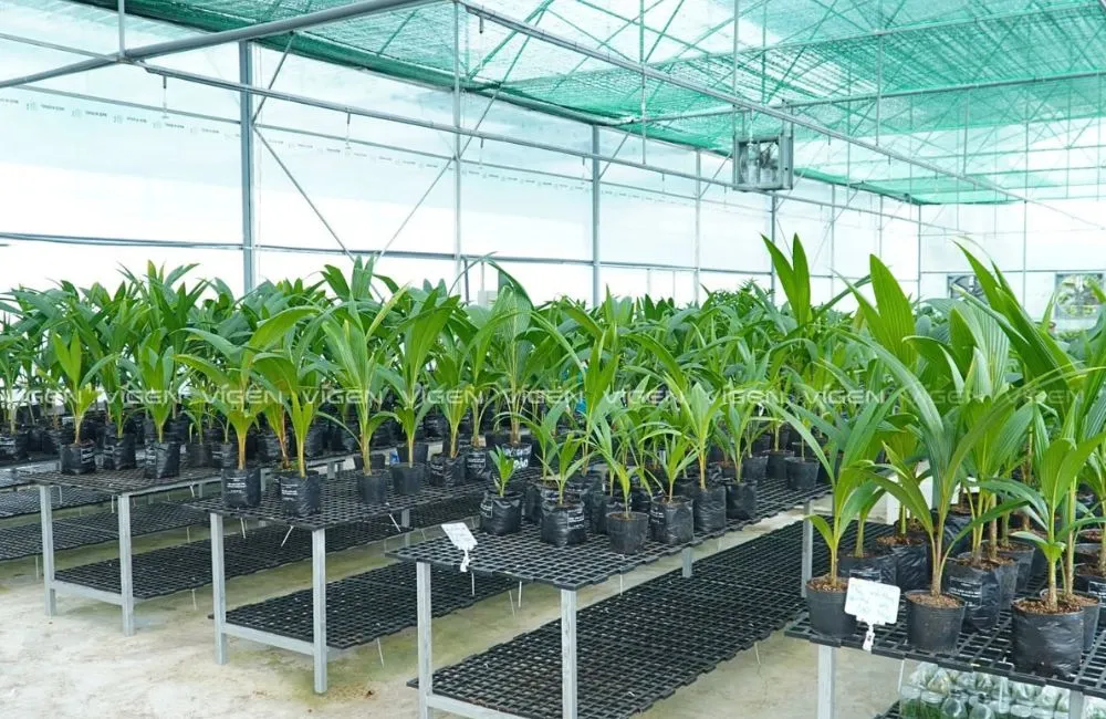 Gia công dừa sáp cấy mô