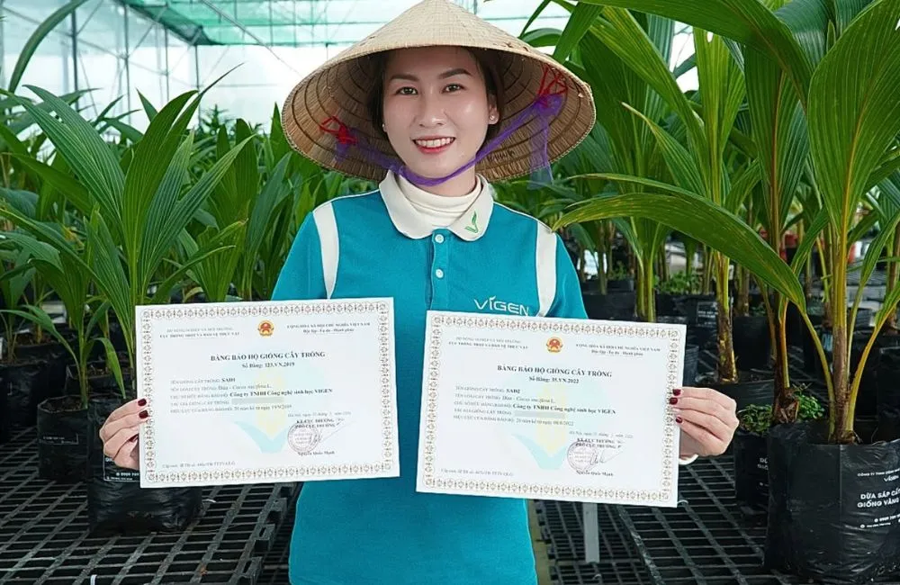 Gia công dừa sáp cấy mô