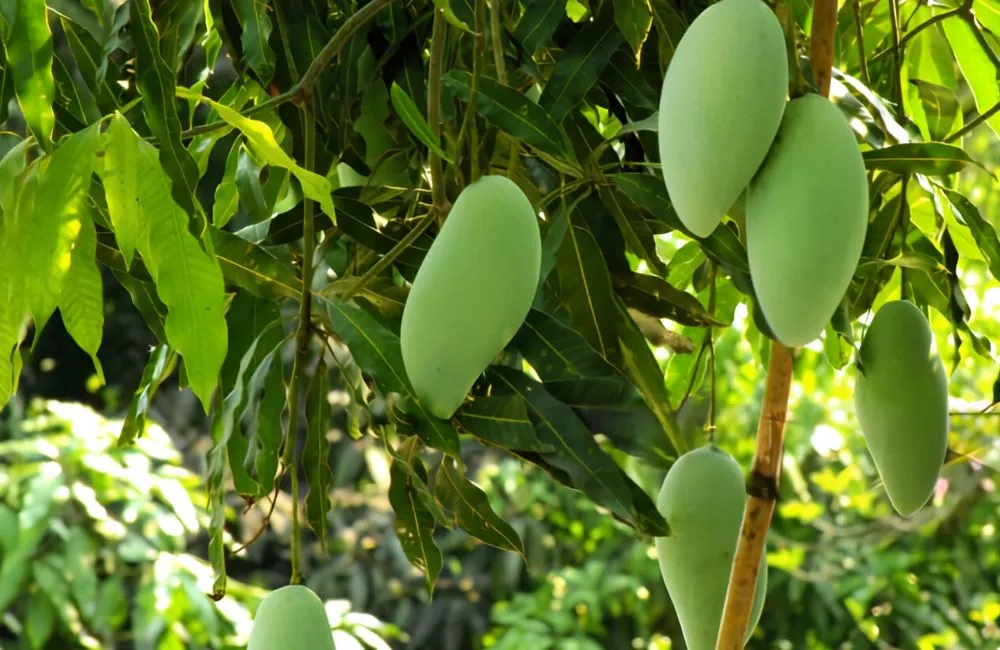 Giá trị kinh tế xoài Carabao