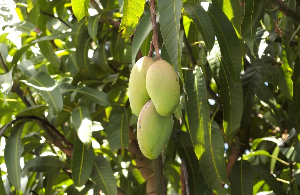 Giá trị kinh tế xoài Carabao