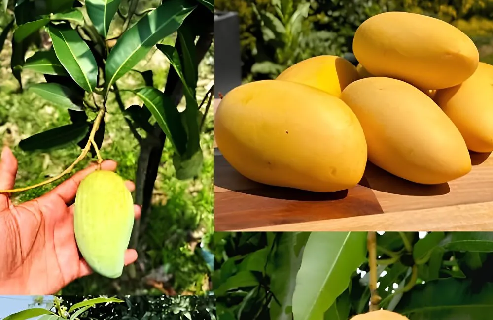 Giá trị kinh tế xoài Carabao