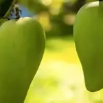 Giá trị kinh tế xoài Carabon - Cơ hội cho nhà vườn hiện đại