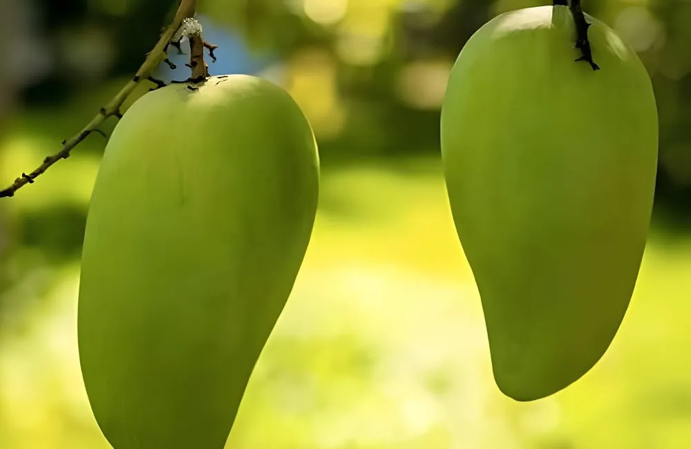 Giá trị kinh tế xoài Carabao