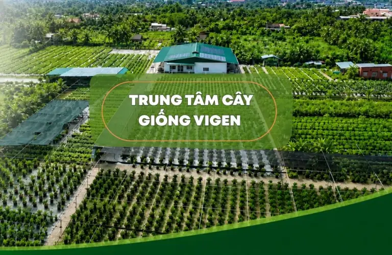 Giải pháp cây giống cho doanh nghiệp phát triển vùng nguyên liệu